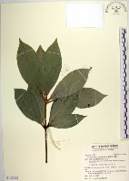 蘭嶼新木薑子藏品圖，第1張