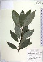 蘭嶼新木薑子藏品圖，第1張