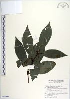 蘭嶼新木薑子藏品圖，第1張