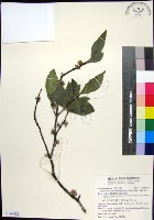 革葉羊角扭、細脈榖木藏品圖，第1張