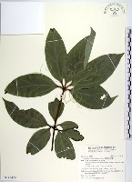 蘭嶼新木薑子藏品圖，第1張