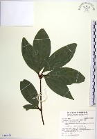 蘭嶼新木薑子藏品圖，第1張