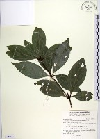 蘭嶼新木薑子藏品圖，第1張