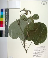 黃槿藏品圖，第1張