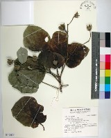 黃槿藏品圖，第1張