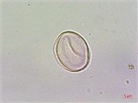 蘭嶼水絲麻藏品圖，第2張