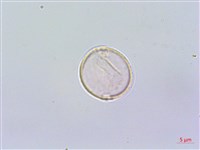 蘭嶼水絲麻藏品圖，第3張