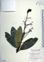 鈍葉大果漆, 小葉大果漆藏品圖，第1張