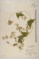 小花蔓澤蘭藏品圖，第1張