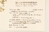 小花蔓澤蘭藏品圖，第2張