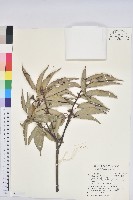 青剛櫟、鐵椆藏品圖，第1張