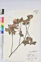 馬銀花藏品圖，第1張