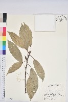 青剛櫟、鐵椆藏品圖，第1張