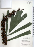 山棕藏品圖，第1張