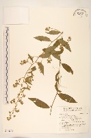 過山龍藏品圖，第1張