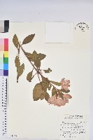 金毛杜鵑藏品圖，第1張