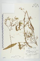 倒吊蓮藏品圖，第1張