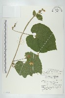 青牛膽藏品圖，第1張