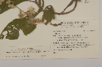 裡白艾納香藏品圖，第2張