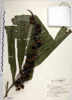 山棕藏品圖，第1張