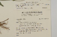 地膽草、毛蓮菜藏品圖，第2張