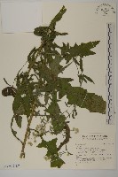 登錄號:S142539藏品圖，第1張