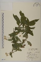 大頭艾納香藏品圖，第1張