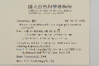 大頭艾納香藏品圖，第2張