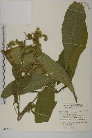 薄葉艾納香藏品圖，第1張