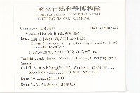 桃葉珊瑚藏品圖，第2張