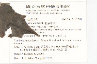 桃葉珊瑚藏品圖，第2張