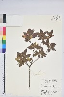 南澳杜鵑藏品圖，第1張