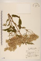 登錄號:S142560藏品圖，第1張