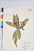 臺灣杜鵑藏品圖，第1張