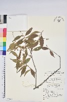 巒大越橘藏品圖，第1張