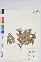 鞍馬山越橘藏品圖，第1張