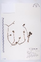 登錄號:S142584藏品圖，第1張