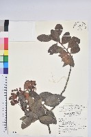 珍珠花、長尾葉越橘藏品圖，第1張