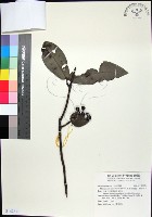 革葉羊角扭、細脈榖木藏品圖，第1張