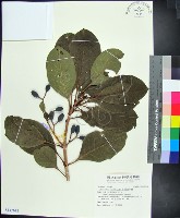 紅頭李欖藏品圖，第1張