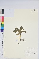 唐杜鵑、大屯杜鵑、中原氏杜鵑藏品圖，第1張