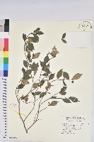 南仁五月茶藏品圖，第1張