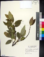 革葉羊角扭、細脈榖木藏品圖，第1張