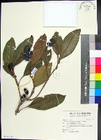 紅頭李欖藏品圖，第1張