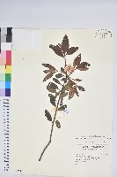 登錄號:S142635藏品圖，第1張