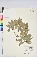 油葉石櫟藏品圖，第1張