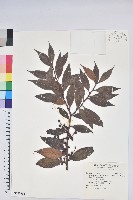 珍珠花、長尾葉越橘藏品圖，第1張