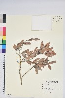 凹葉越橘藏品圖，第1張