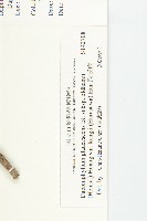 耿氏虎皮楠藏品圖，第3張