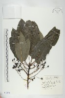 薄葉虎皮楠藏品圖，第1張